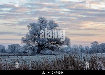 Eine große Weide an einem Wintermorgen im Elbvorland Niedersachsen bei Bleckede/Brackede Stockfoto