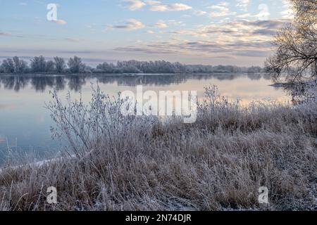 Reflexion über das Wasser der Elbe an einem sonnigen Wintermorgen mit Heiserfrost im Elbtalaue bei Bleckede/Brackede in Niedersachsen Stockfoto