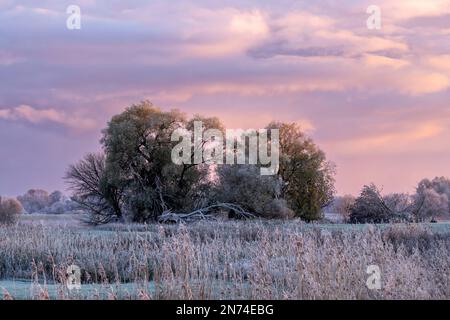 Morgenglühen an einem frostigen Wintermorgen im Elbvorland im Elbtal bei Bleckede/Brackede, Niedersachsen Stockfoto