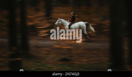 Frau auf weißem Pferd im Wald, ohne Sattel Stockfoto