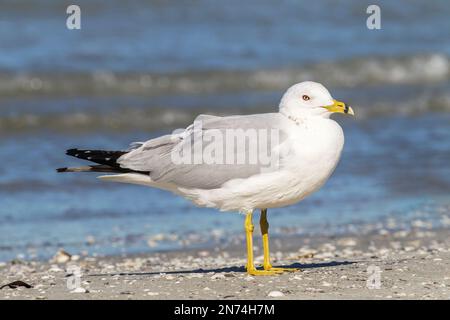 Ringelmöwe, Larus delawarensis, alleinstehender Erwachsener am Strand, Florida, USA Stockfoto