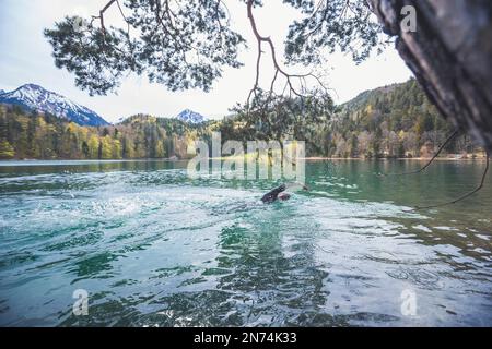 Professioneller Triathlet Schwimmen, Training in einem klaren Bergsee in Allgäu, Alatsee, Bayern, Deutschland Stockfoto