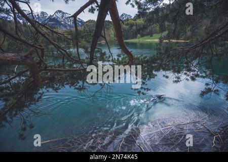 Professioneller Triathlet Schwimmen, Training in einem klaren Bergsee in Allgäu, Alatsee, Bayern, Deutschland Stockfoto