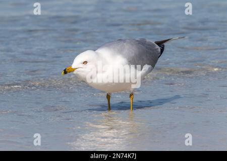 Ringelmöwe, Larus delawarensis, alleinstehender Erwachsener am Strand, Florida, USA Stockfoto