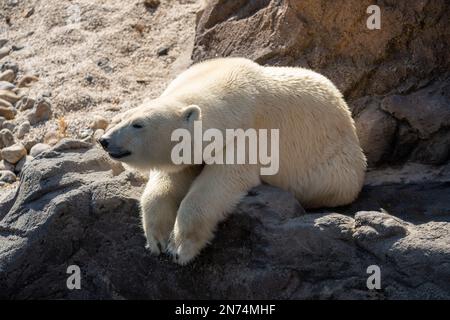 Ein süßer Eisbär, der auf Steinfelsen sitzt, mit Sonnenlicht im Park Stockfoto