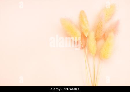 Flauschig getrocknete Stacheln auf pinkfarbenem Hintergrund Nahaufnahme mit Kopierraum Stockfoto