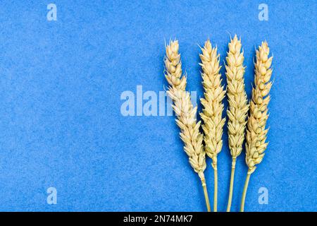 Mehrere getrocknete Stacheln auf blauem Hintergrund, Nahaufnahme mit Kopierraum Stockfoto