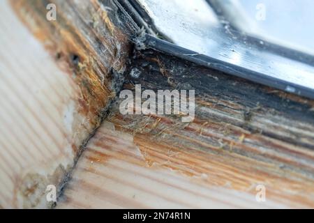 Kondensationsabscheidungsfolgen an der Innenseite eines Holzdachfensters Stockfoto