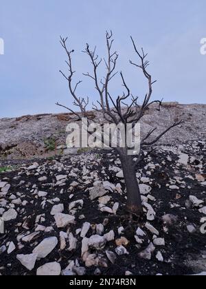 Apfelbaum zerstört durch Brandstiftung auf Les Monts D'Arrée - Bretagne, Frankreich Stockfoto