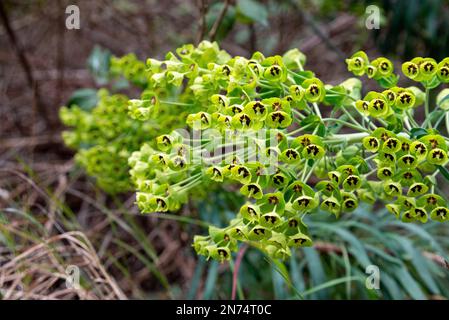 Foto von einem schönen mediterranen Spurge in Gargano, Süditalien Stockfoto