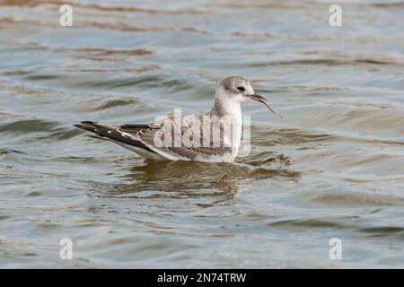 Sabines Möwe oder Gabelschwanzmöwe, Xema sabini, unreife Einzelvögel, die beim Schwimmen auf See Pfeifenfische fressen, Cley, Norfolk, Vereinigtes Königreich Stockfoto