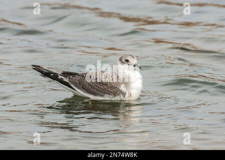 Sabinagull oder Gabelschwanzmöwe, Xema sabini, Single unreifer Vogel, der auf See schwimmt, Cley, Norfolk, Vereinigtes Königreich Stockfoto