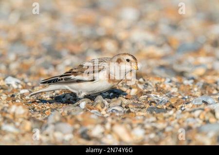 Schneewölfe, Plectrophenax nivalis, Single Vogel im Wintergefieber, auf Kiesel stehend, Cley-next-the-Sea, Norfolk, England, Vereinigtes Königreich Stockfoto