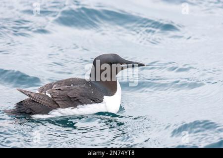 Dickschnabelmurre oder Brunnichs Guillemot, Uria Lomvia, alleinstehender Erwachsener, der auf dem Meer schwimmt, Svalbard, Spitsbergen Stockfoto