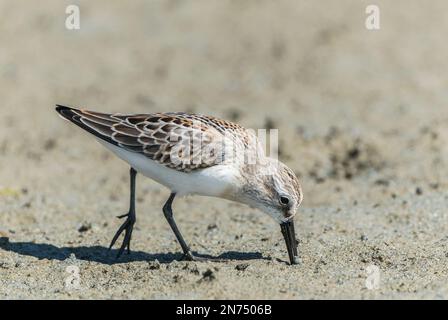 westlicher Sandpiper, Calidris mauri, Single-Jungfische, die sich an schlammigen Küsten füttern, Vancouver Island, Kanada Stockfoto