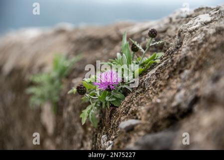 Eine kleine Mutterblume, die an einer Wand an der Amalfiküste in Süditalien wächst Stockfoto