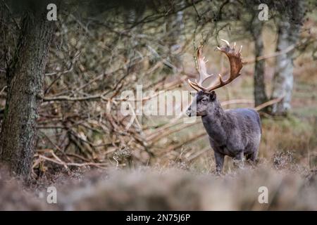 Ein brachliegender Bock ist stolz auf seinen Reich Stockfoto