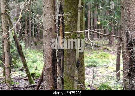 Schälschäden am Baumstamm Stockfoto