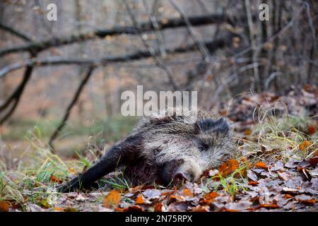 Er hat in Stadtprozelten gejagt, Wildschweine getötet Stockfoto