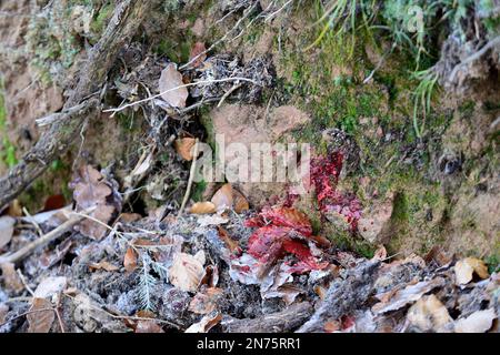 Fahr die Jagd in Stadtprozelten, Blutspur im Wald Stockfoto