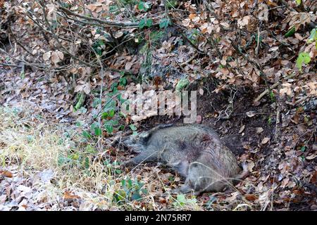 Er hat in Stadtprozelten gejagt, Wildschweine getötet Stockfoto