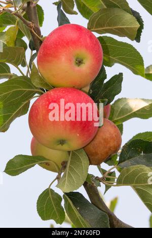 Deutschland, Rheinland-Pfalz, Mainz-Bingen, Bingen am Rhein, Rochusberg, Hildegard Forum der Kreuzschwestern, reife Äpfel im Garten Stockfoto