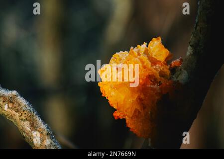 WildwaldmushroomTremella mesenterica ist eine Art ungenießbarer Pilze aus der Familie der Tremellaceae mit einem zart fruchtigen Geruch. Stockfoto