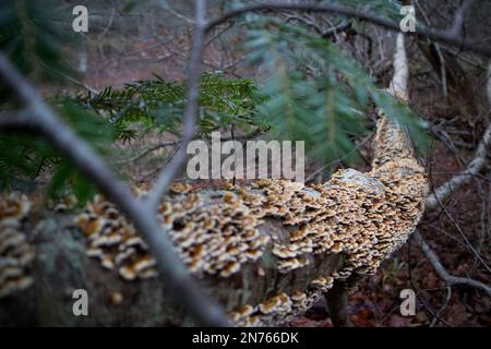 Wilde Waldpilze. Stockfoto