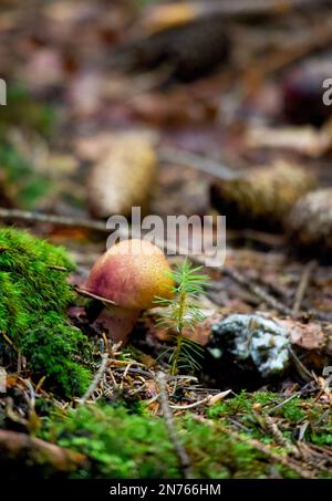 Wilde Waldpilze. Stockfoto