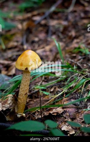 Wilde Waldpilze. Stockfoto