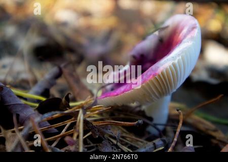 Wilde Waldpilze. Stockfoto