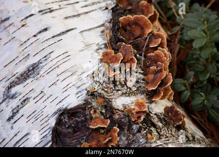 Wilde Waldpilze. Stockfoto