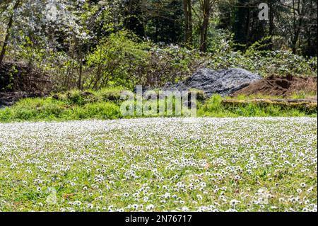 Deutschland, Hessen, Südhessen Bergstraße, Bensheim-Auerbach, Daisy Stockfoto