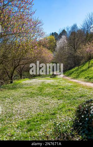 Deutschland, Hessen, Südhessen Bergstraße, Bensheim-Auerbach, Daisy Stockfoto