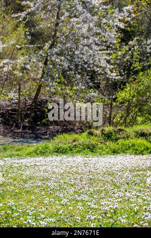 Deutschland, Hessen, Südhessen Bergstraße, Bensheim-Auerbach, Daisy Stockfoto