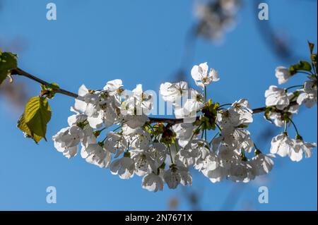 Deutschland, Hessen, Südhessen Bergstraße, Bensheim-Auerbach, Kirschblüte Stockfoto