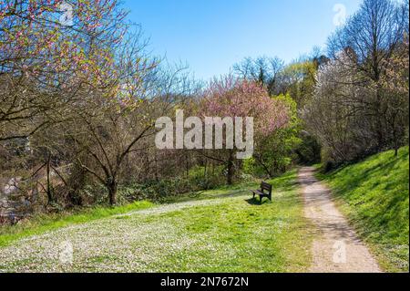 Deutschland, Hessen, Südhessen Bergstraße, Bensheim-Auerbach, Daisy Stockfoto
