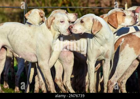 Fuchshunde warten auf den Beginn ihres Treffens, sobald alle Reiter angekommen sind und loslegen können Stockfoto