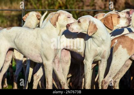 Fuchshunde warten auf den Beginn ihres Treffens, sobald alle Reiter angekommen sind und loslegen können Stockfoto