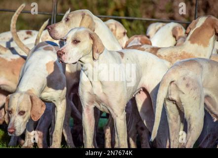 Fuchshunde warten auf den Beginn ihres Treffens, sobald alle Reiter angekommen sind und loslegen können Stockfoto