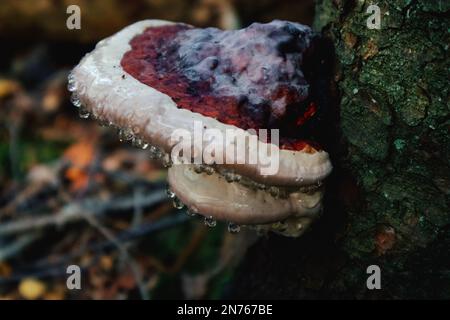 Wilde Waldpilze. Stockfoto