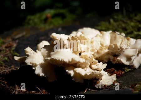 Wilde Waldpilze. Osteina obducta, ungenießbarer Pilz, der sich zersetzt, verleiht Holz. Stockfoto