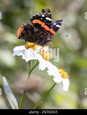 Eine Nahaufnahme einer Vanessa atalanta auf einer Blume Stockfoto