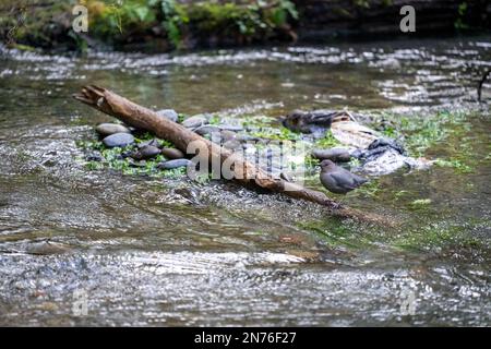 Hoh Rain Forest, Olympic-Nationalpark, Washington, USA. American Dipper stand auf einem Holzstamm in Taft Creek am Naturpfad Spruce. Stockfoto