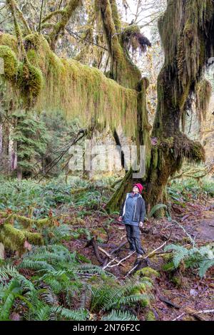 Hoh Rain Forest, Olympic-Nationalpark, Washington, USA. Eine Frau, die auf einen Ast schaut, der mit üppigen Bärten aus Klubmoos bedeckt ist, die am BH befestigt sind Stockfoto