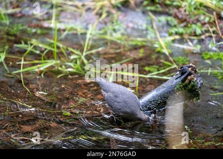 Hoh Rain Forest, Olympic-Nationalpark, Washington, USA. American Dipper mit einem untergetauchten Kopf, der sich im Taft Creek entlang des Naturpfads Spruce nährt. Stockfoto