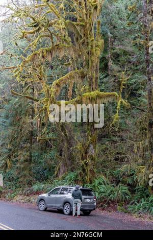 Quinault, Washington, USA. Ein Mann an seinem Auto vor üppigen Bärten aus Klubmoos ist an Ästen befestigt, ernähren sich aber nur von Luft und Licht. Nahe Merrim Stockfoto