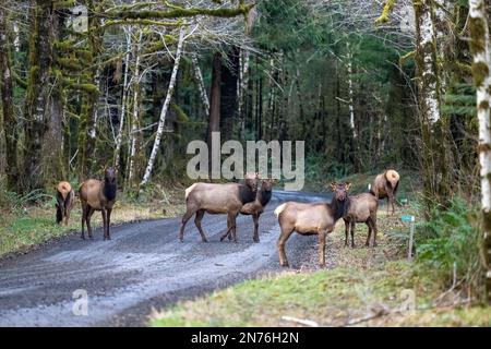 Quinault, Washington, USA. Roosevelt-Elch überquert vorsichtig eine unbefestigte Straße Stockfoto