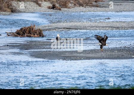 Quinault, Washington, USA. Erwachsener Weißkopfadler, der mit einem Fisch in seinen Klauen über dem Quinault River fliegt. Stockfoto