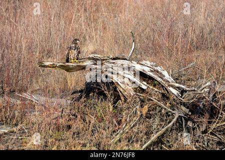 Quinault, Washington, USA. Der junge Weißkopfadler beobachtet einen Baum mit Blick auf den Quinault River. Stockfoto